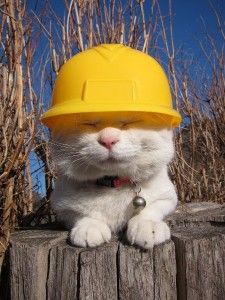 A cat doing construction